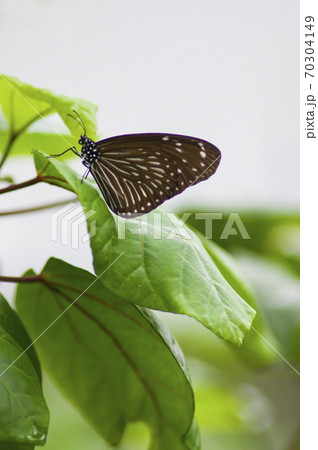 蝶の名前はツムラサキマダラです。 70304149