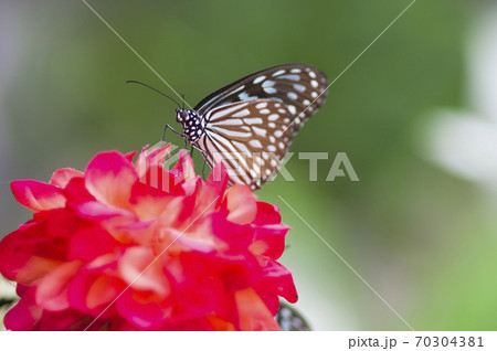 蝶が花の蜜を吸っています。この蝶の名前はリュウキュウアサギマダラです。 70304381