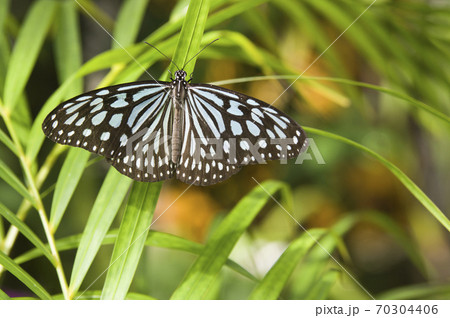 蝶が葉に止まっています。この蝶の名前はリュウキュウアサギマダラです。 蝶が葉に止まっています。この蝶の名前はリュウキュウアサギマダラです。 70304406