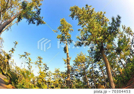 三保の松原 70304453