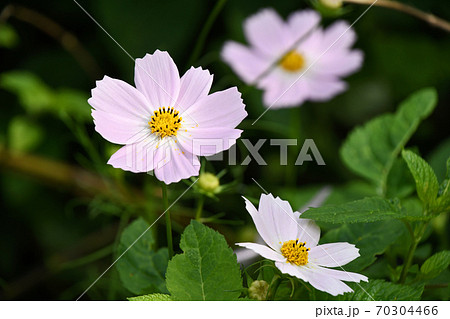 コスモス（秋桜） 70304466