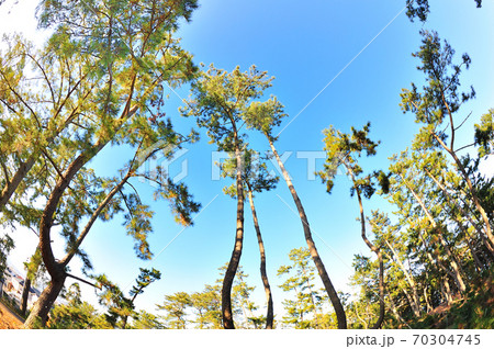 三保の松原 70304745