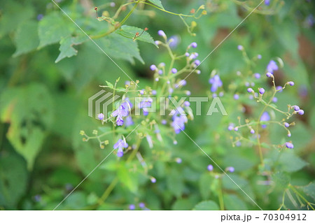 カリガネソウの花 70304912