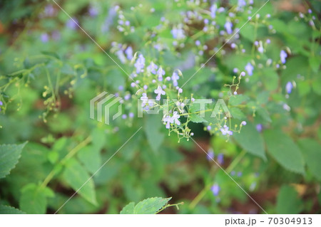 カリガネソウの花 70304913
