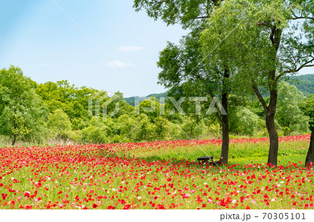 初夏、青空のポピーの湖畔公園 初夏、青空のポピーの湖畔公園 70305101