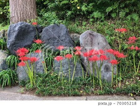 道端の曼珠沙華 道端の曼珠沙華 70305218