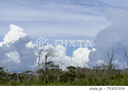 もくもくと湧き上がる積乱雲 70305304