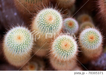 丸くて可愛いサボテン 70305371