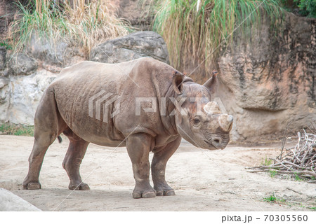 のんびりすごしている動物園のクロサイ 70305560