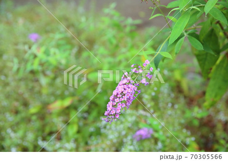 ブッドレアの花の写真素材