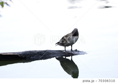 利尻島姫沼 利尻島姫沼 70306310