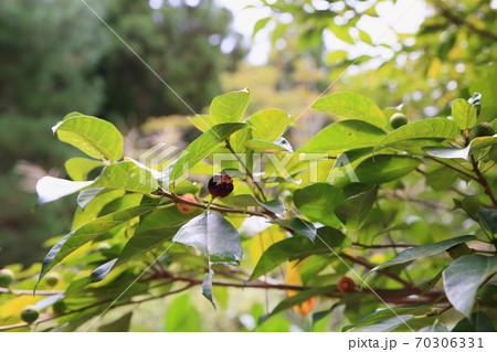 イヌビワの実 70306331