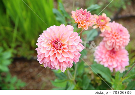 ダリアの花 70306339