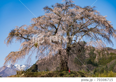 上発知のしだれ桜の写真素材