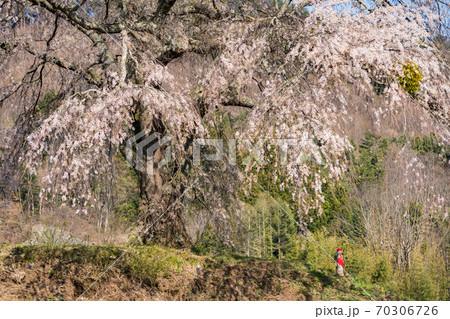 上発知のしだれ桜の写真素材