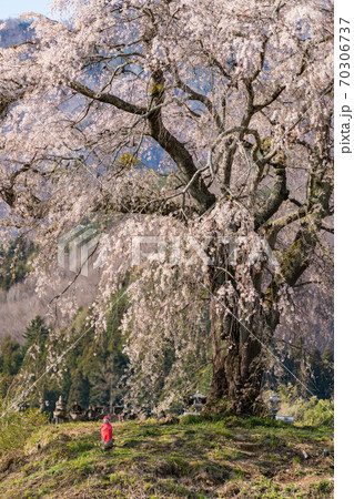 上発知のしだれ桜の写真素材