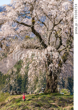 上発知のしだれ桜 70306754