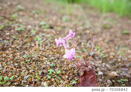 シクラメンの花　ヘデリフォリウム 70306842