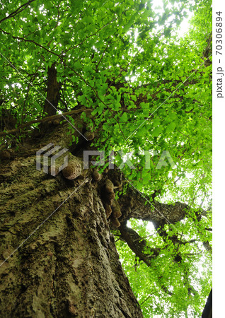お葉つきイチョウ　戒長寺 70306894