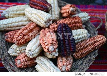 ペルー　農家 70306920