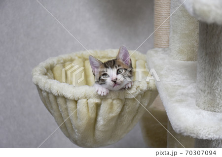 ニャンモックから飼い主を見つめるサバトラの仔猫 70307094