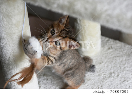 キャットタワーでおもちゃと遊ぶキジトラの仔猫 70307095