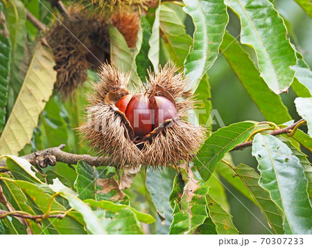 秋の味覚栗の木のイガが割れて茶色い実 70307233