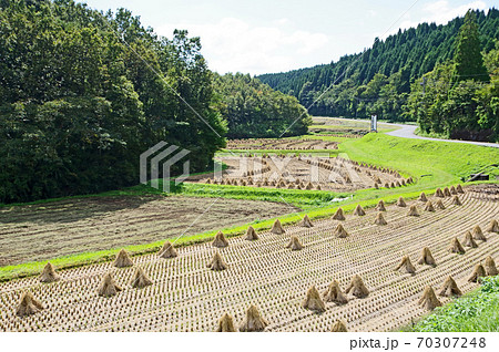稲刈りの後わら束が並ぶ田園風景 70307248