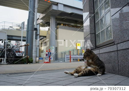 街の猫 70307312