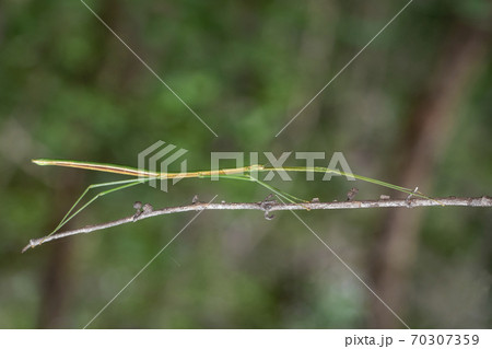 Image of a siam giant stick insect on the branch. 70307359