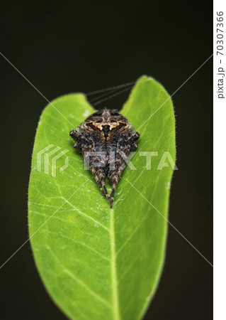 Image of Laglaise's garden spider on green leaf. 70307366