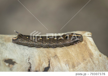 Image of brown caterpillar on a natural background Image of brown caterpillar on a natural background 70307376
