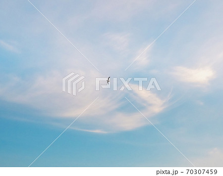 Silhouette of a flying bird in the blue sky Silhouette of a flying bird in the blue sky 70307459