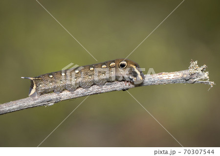 Image of brown caterpillar on branch. Image of brown caterpillar on branch. 70307544
