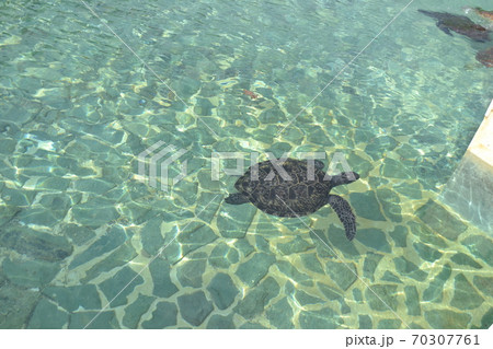 かわいい海亀の写真素材