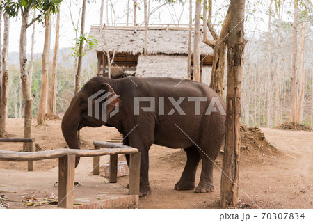 ラオス・ルアンパバーン郊外のエレファントライディング 70307834