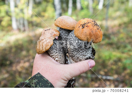 aspen mushrooms plucked when picking mushrooms 70308241