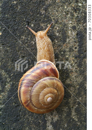 コンクリート壁を登るカタツムリ 70308333