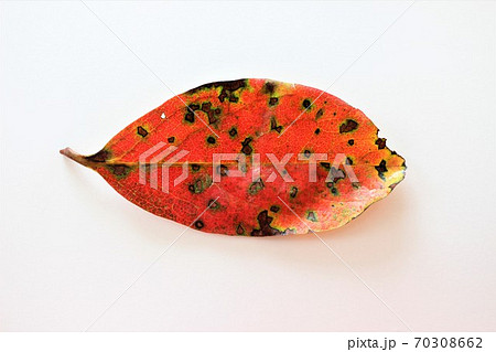 真っ赤に染まった柿の葉 真っ赤に染まった柿の葉 70308662