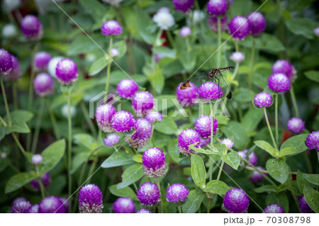 センニチコウに留まるトンボ 70308798