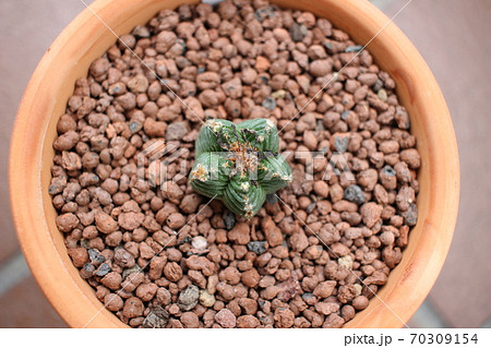 サボテン　紅籠　アズテキウム　アズテキウム紅籠 70309154