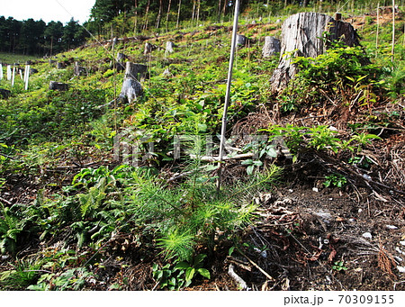 森林伐採後の植林と苗木 70309155
