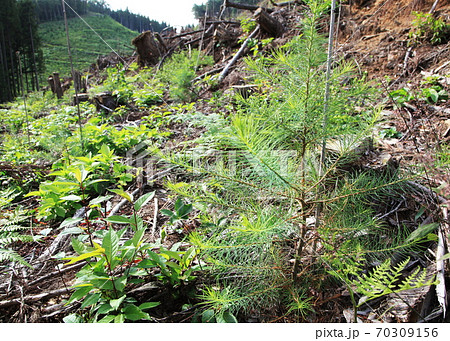 森林伐採後の植林と苗木 70309156