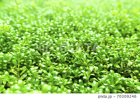 緑バックのイメージカット　横浜 70309246