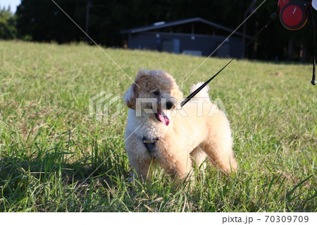 犬とお散歩 70309709