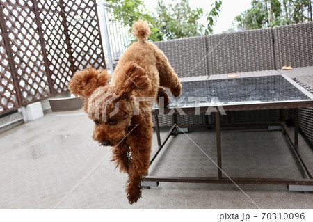 テーブルから飛び降りる犬 テーブルから飛び降りる犬 70310096