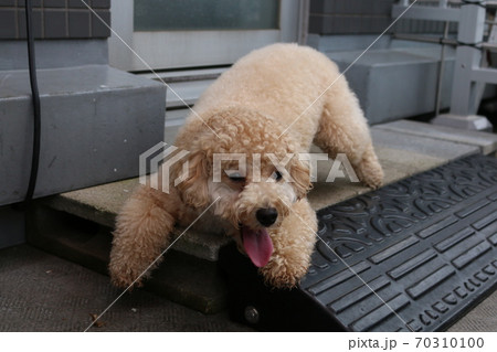 伏せの途中　犬 70310100