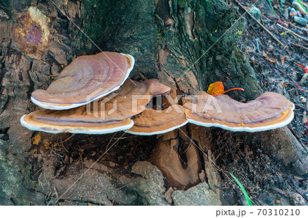 mushrooms growing on tree in a park mushrooms growing on tree in a park 70310210