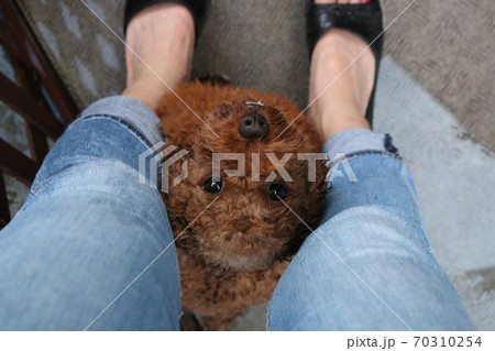 隠れる犬の写真素材