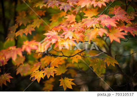 登山道の紅葉 70310537